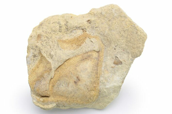 Unusual, Ordovician Gastropod (Pterotheca) Fossil - Wisconsin #224369